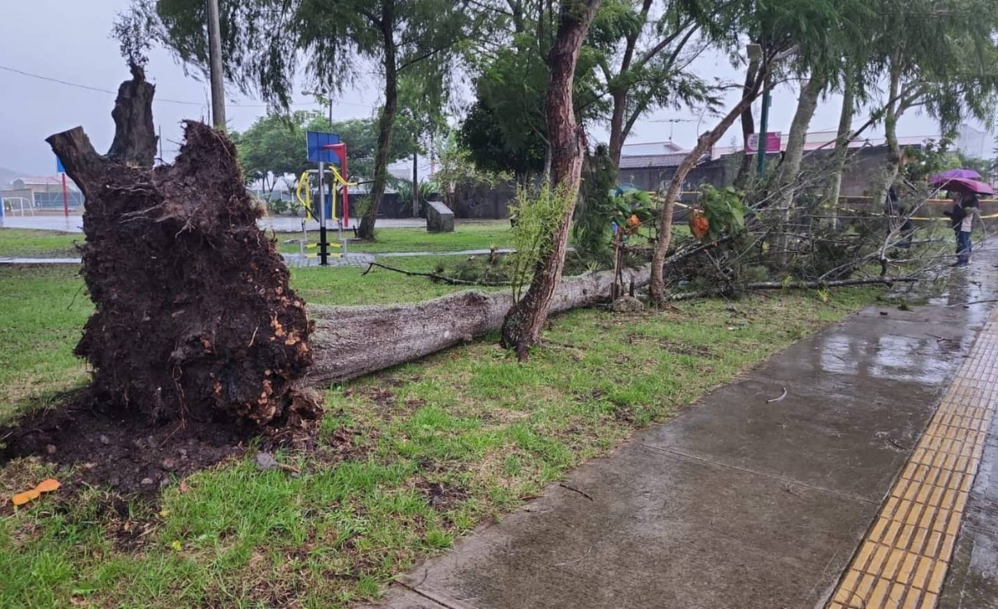 Un enorme árbol cedió en El Tejar de El Guarco debido a los fuertes vientos y mató a un menor que iba pasando por la zona la lluviosa tarde de este 15 de junio. Foto: Keyna Calderón.