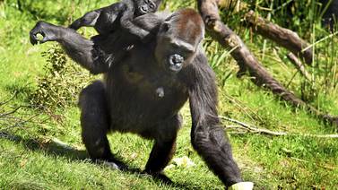 Las gorilas cambian de harén si piel de los machos tiene llagas o deformaciones