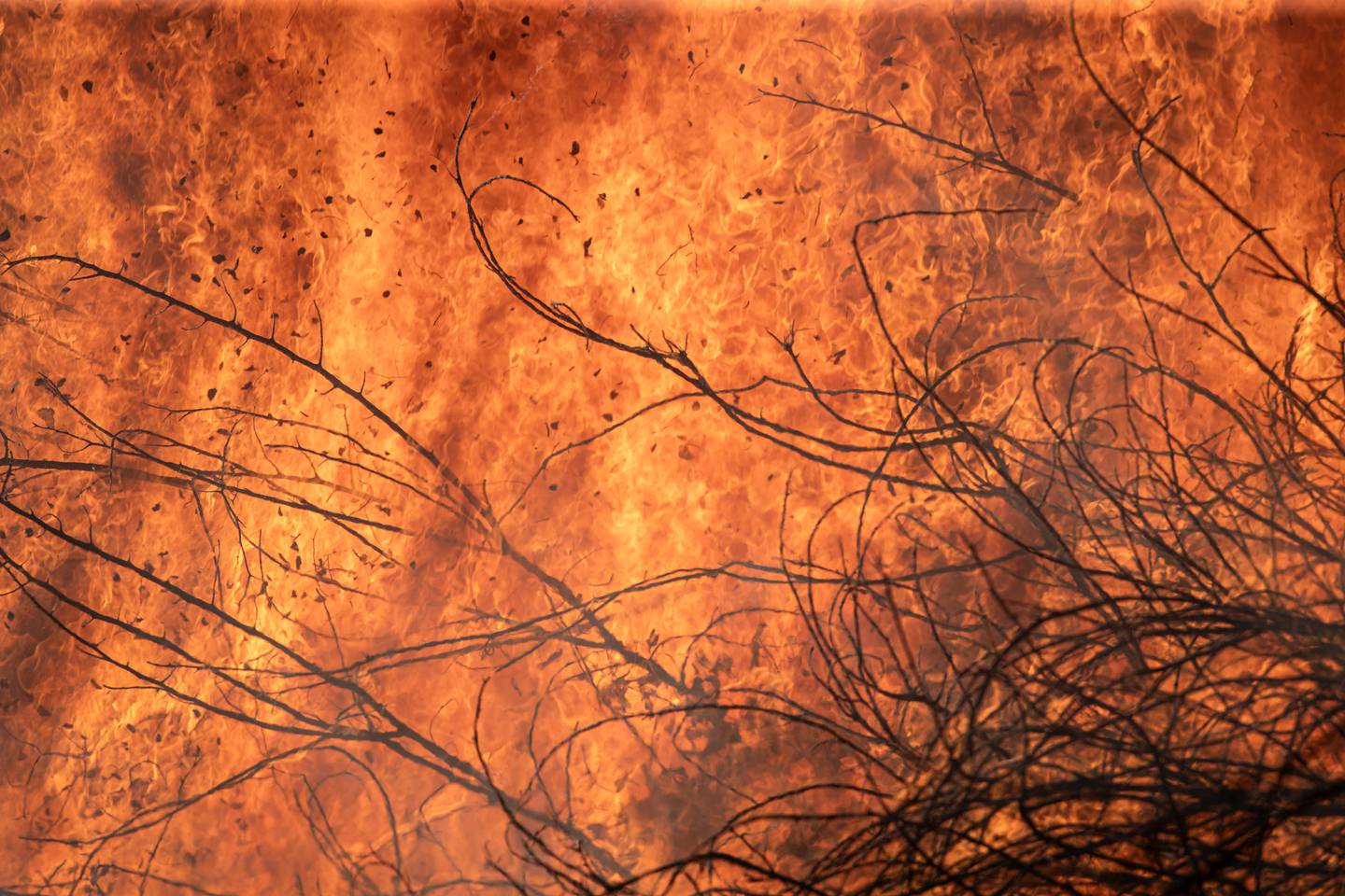 Incendios Forestales, lo atiende la birgada de bomberos forestales. Foto Alonso Tenorio