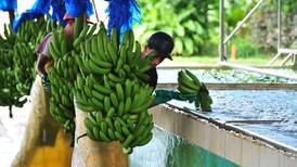 Caídas en banano y jugos impactaron las exportaciones del agro en el 2018