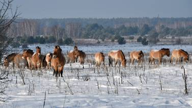 Fauna silvestre renace en Chernóbil 30 años después del desastre nuclear