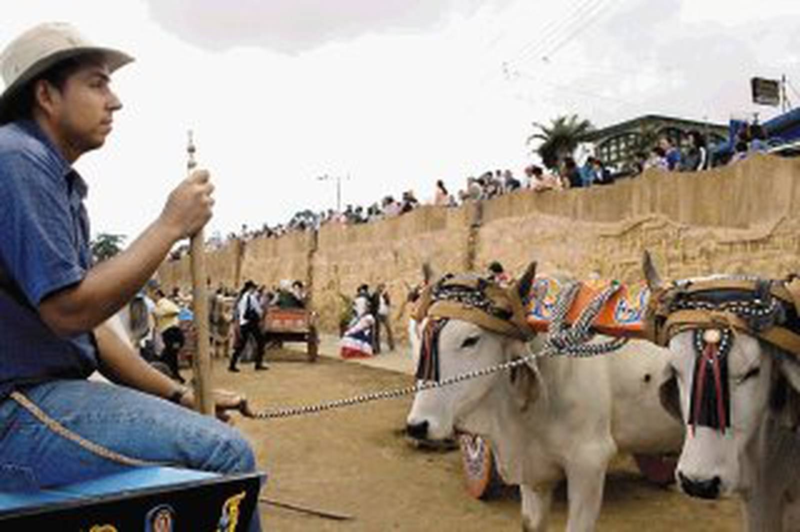 Monumento de 48 metros rinde homenaje al oficio del boyero La Nación