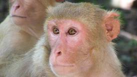 Los monos no se parecen a sus progenitores antes de la pubertad... después sí