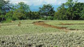 Ambientalistas denuncian ingreso al país de herbicida prohibido