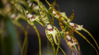 Jardín Botánico Lankester conservará ADN de orquídeas