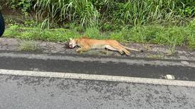 Puma muere atropellado en carretera Bernardo Soto