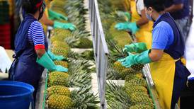 Exportaciones de piña y banano retroceden por altos costos de producción e incertidumbre internacional