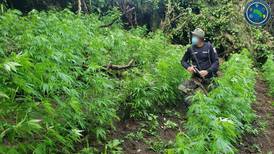 Autoridades policiales eliminan sembradíos con 82.146 matas de marihuana     