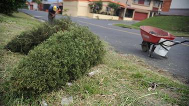 Árboles de Navidad serán recolectados por municipios