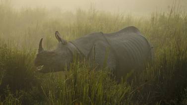  El estado indio de Assam refuerza protección a rinocerontes