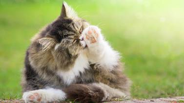 ¿Por qué los gatos  utilizan su lengua para mojar su pelaje?