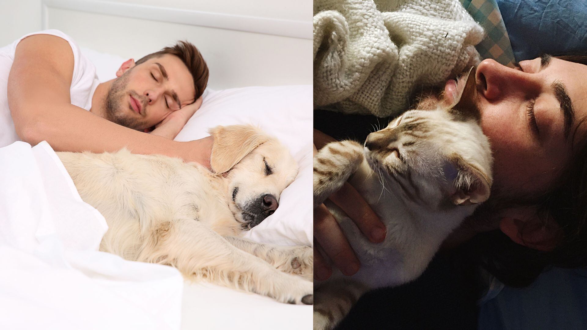 Aprenda cómo cambiar el hábito de su mascota de dormir en la cama y establezca un espacio propio para ella con técnicas recomendadas por expertos.