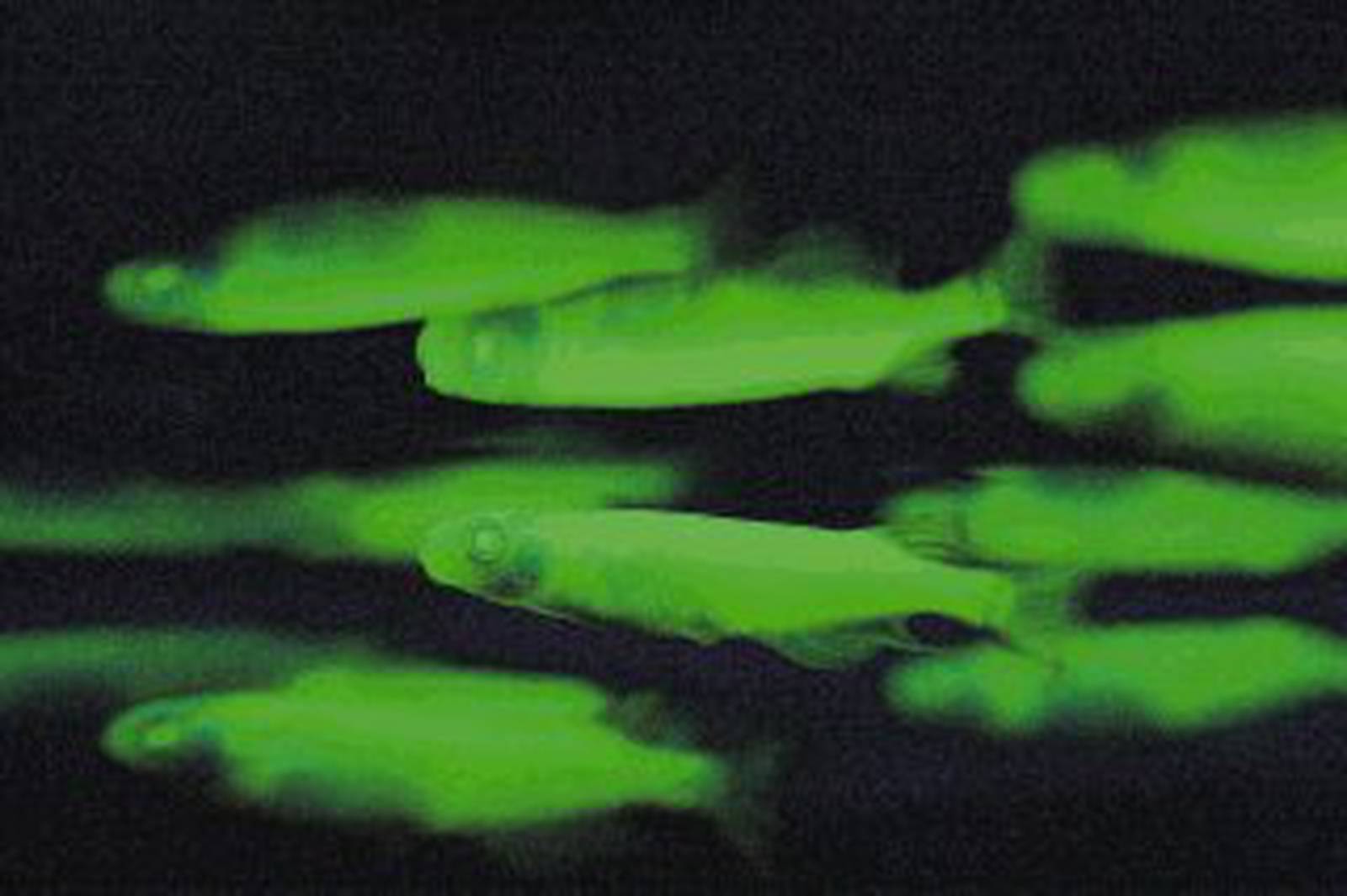 Nobel de Química a descubridores de proteínas verdes fluorescentes La