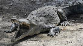 Sinac rescata a cocodrilo de comunidad donde se celebraba ‘lagarteada’ cada Viernes Santo