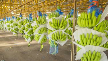 Bananeros reducen en un 20% el uso de agroquímicos en plantaciones