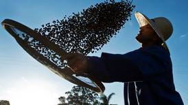 Helada en Brasil impulsó precio del café a su punto más alto de los últimos años