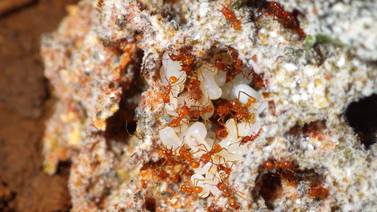 Estudio con hormigas lleva a científicos de UCR a descubrir antibiótico 