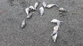 Vecinos alertan sobre mortandad de peces en Gandoca, Manzanillo y Punta Uva