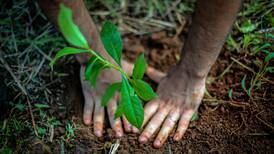 Montes de Oca realizará jornadas de siembra de árboles