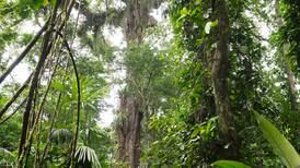 Costa Rica enseñará a Costa de Marfil a manejar sus bosques
