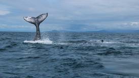 Guardaparques refuerzan controles en época de ballenas