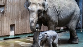 Filimon, el elefante recién nacido en Moscú, hace su primera aparición pública