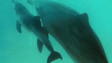 Estudio vincula muerte de delfines bebés a derrame de petróleo en 2010