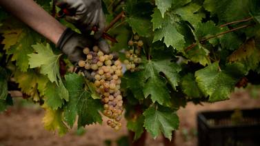 Agobiado por el calor, el vino español lucha por adaptarse al cambio climático