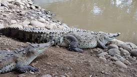 Llegada de lluvias torna agresivos a cocodrilos por luchas entre machos y cuidado de nidos