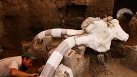  Arqueólogos mexicanos estudian cráneo de  mamut destazado por humanos
