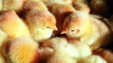 Granjas productoras de huevos en Alemania dejarán de triturar pollitos machos