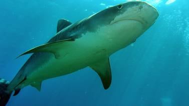 Más de un tercio de las especies de tiburones enfrentan amenaza de extinción