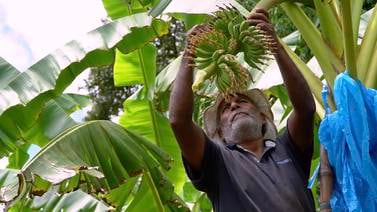 Iniciativa busca proteger la biodiversidad a través del consumo de piña y banano
