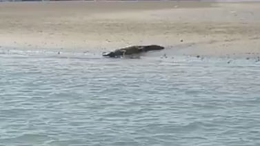(VIDEO) Captan a dos cocodrilos ingresando al estero de Puntarenas