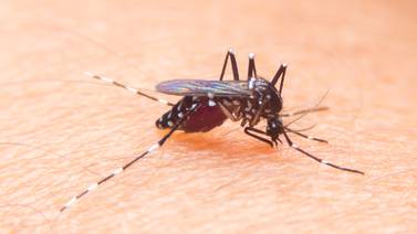 Dengue acecha: zancudo transmisor enferma a más gente
