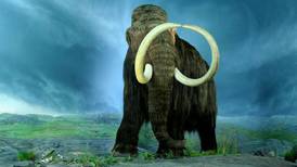 Hallan restos de mamut en Suiza de 20.000 años de antigüedad