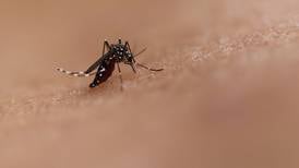 Una infección por dengue protegería a los niños de sufrir los síntomas del zika