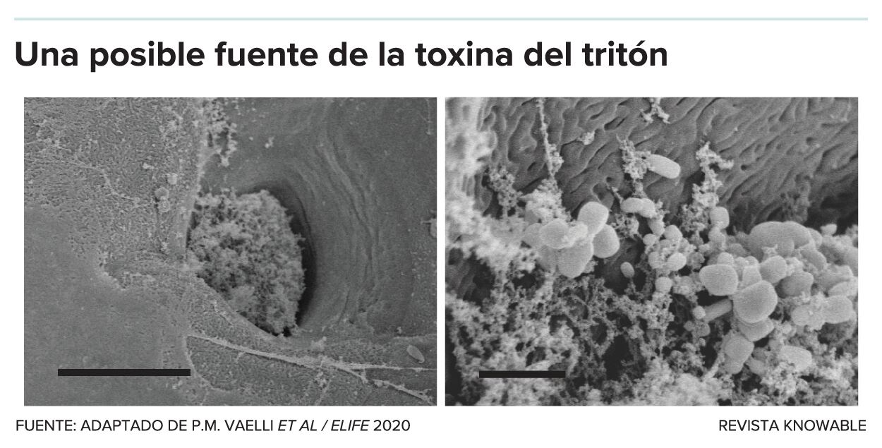 Comunidades bacterianas en la piel y las glándulas de los tritones Taricha. Los investigadores han demostrado que algunas de estas bacterias son capaces de producir tetrodotoxina. Esto sugiere, aunque aún no lo prueba, que los tritones pueden obtener sus toxinas de las bacterias de su piel.