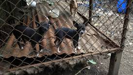 75% de criaderos de perros operan sin los permisos de Senasa