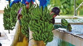 Costa Rica alcanzó récord en la exportación bananera