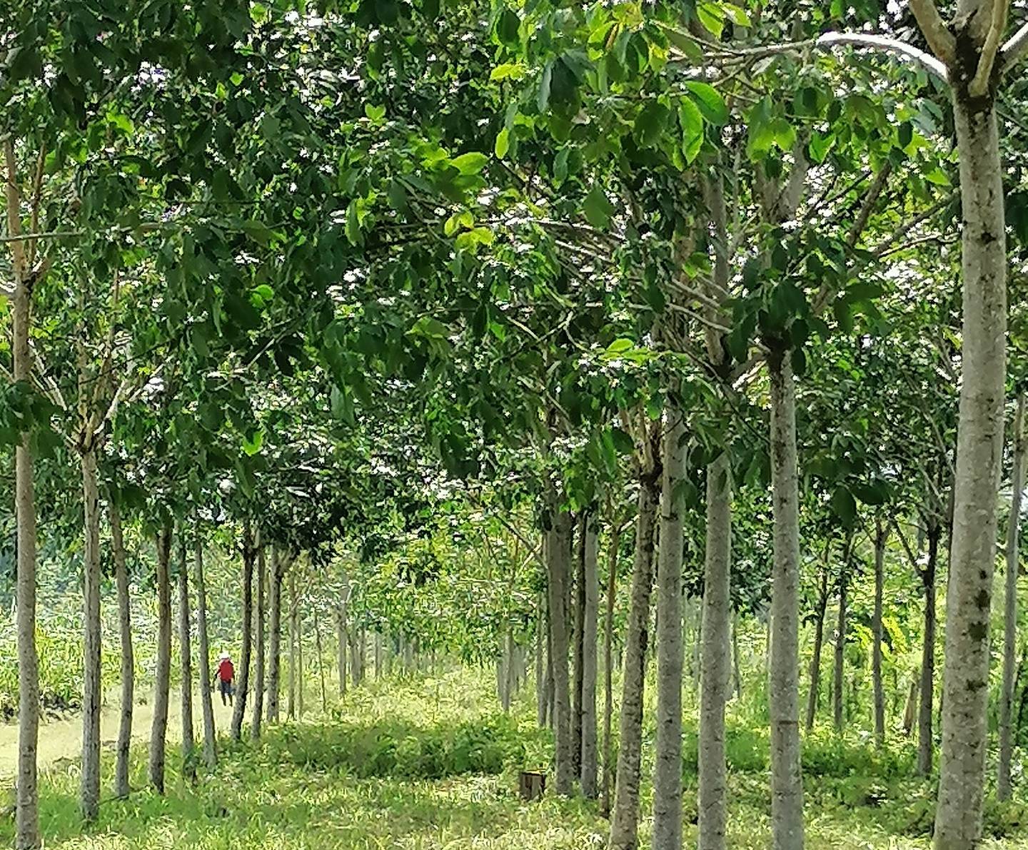 Los árboles de hule inician su etapa de producción a los cinco años de plantados y luego tienen un periodo de cosecha de 30 a 35 años. Es un cultivo rústico adaptable a muchos productores. Foto: Cortesía