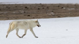 Estados Unidos: Parque Yellowstone ofrece recompensa por información sobre muerte de loba blanca