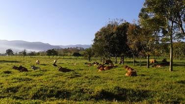 Costa Rica quiere tener vacas que sean bajas en emisiones de carbono