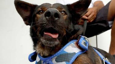 Bella, la perra sobreviviente del Pacífico, celebra el Día Mundial del Perro junto a su ‘segundo papá'