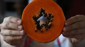 Tres nuevas variedades de papaya surgidas del mejoramiento genético llegan a mesas e industria