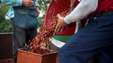 Diputados reducen en 50% aranceles para ingreso de trabajadores agrícolas extranjeros