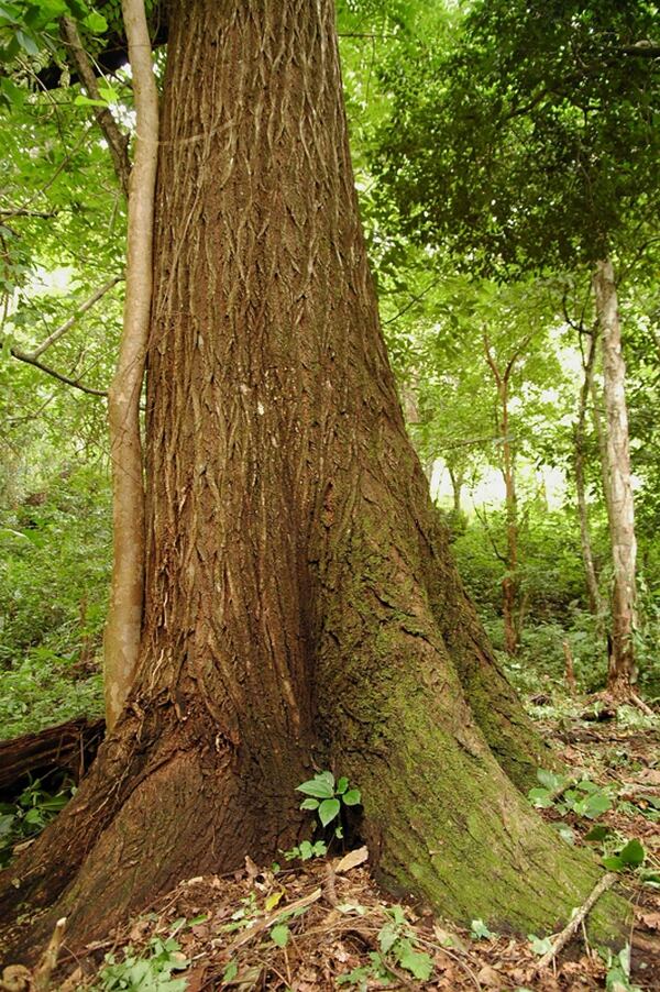 Policía indaga a estructuras criminales que talan árboles - La Nación