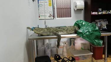 Caso de cocodrilo cruelmente mutilado en Tárcoles motiva llamado del Sinac
