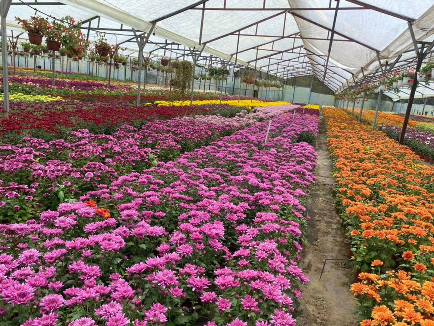 Producción de flores en el vivero El Zamorano. Las empresas de plantas, flores y follajes intentan revivir del fuerte impacto causado por la pandemia.