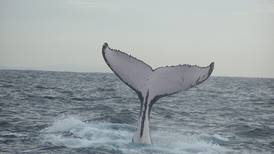 Ballenas y delfines nos visitarán en setiembre